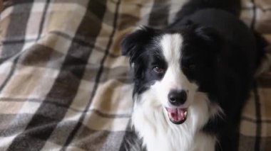 Komik köpek yavrusu, içeride ekoseli kanepeye uzanmış çoban köpeği. Küçük evcil köpek soğuk sonbahar kış havasında battaniyeyle ısınıyor. Hayvan yaşam konsepti