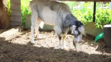 Modern hayvan çiftliği. Yaz günü çiftlikte rahatlayan sevimli, komik keçi. Çiftlik arka planında otlayan yerli keçi. Keçi doğal eko çiftliğinde. Ekolojik tarım