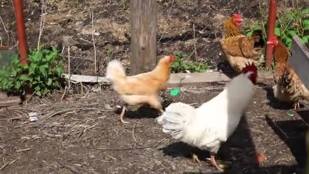 Freilandhühner Auf Bio Bauernhof Grasen Frei Hof Auf Der Ranch — Stockvideo