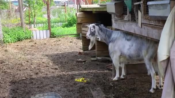 現代の家畜 夏の日に農場で庭でリラックスしてかわいい面白いヤギ 牧場を背景に牧草地での国内ヤギ放牧 自然のエコファームでヤギ 生態農業 — ストック動画