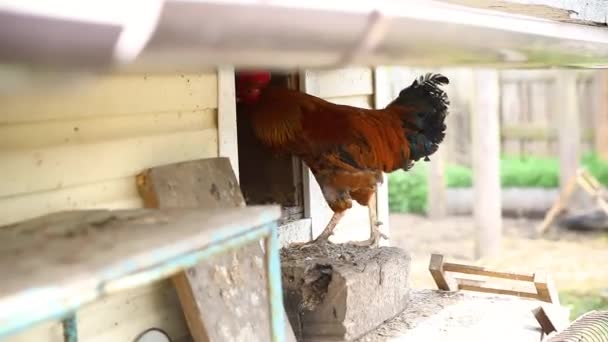 牧場を背景に庭で自由に放牧有機動物農場で無料の範囲の鶏 自然生態農場で鶏の放牧編 現代の動物家畜や生態農業 動物権の概念 — ストック動画