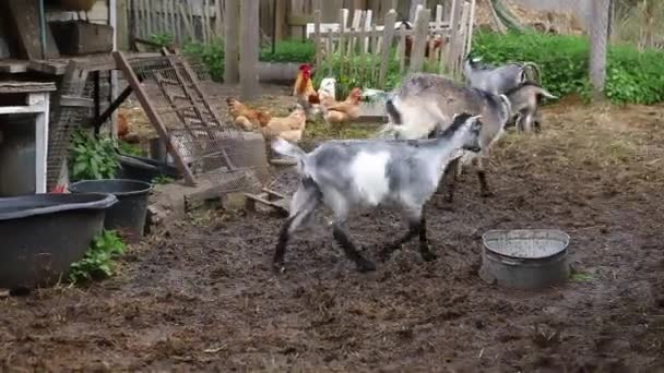 Goat Free Range Chicken Organic Animal Farm Freely Grazing Yard — Stock Video