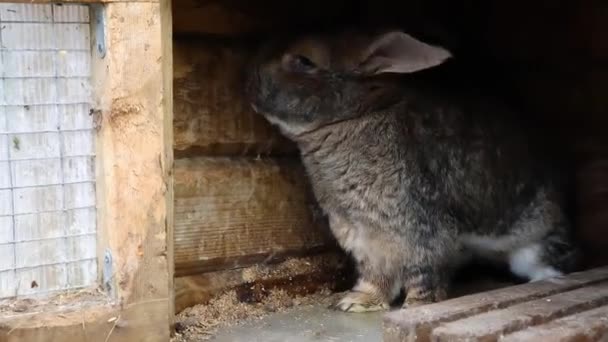 動物農場 納屋牧場の背景にウサギハッチの小さな給餌茶色のウサギ 自然生態系の農場でハッチのバニー 現代の家畜と生態農業の概念 — ストック動画
