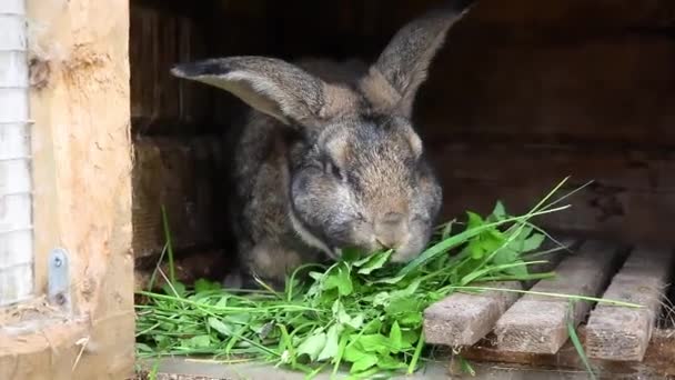 Маленький Кормящий Коричневый Кролик Жует Траву Кроличьей Клетке Животноводческой Ферме — стоковое видео