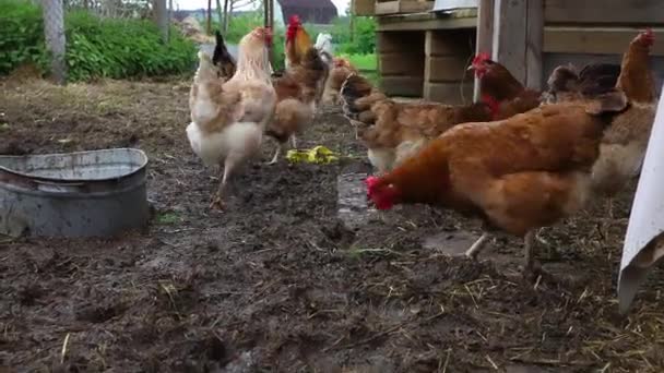 Pollo Campo Libre Granja Animales Orgánicos Pastando Libremente Patio Fondo — Vídeo de stock