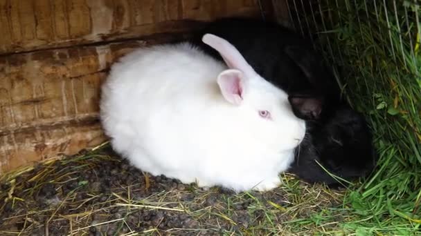 小規模な給餌白と黒のウサギは 動物農場 納屋牧場の背景にウサギハッチで草を噛む 自然生態系の農場でハッチのバニー 現代の家畜と生態農業の概念 — ストック動画