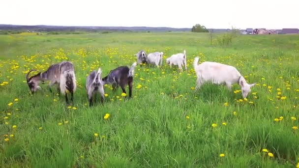 Leuke Vrije Uitloop Geiten Biologische Natuurlijke Eco Dierlijke Boerderij Vrij — Stockvideo