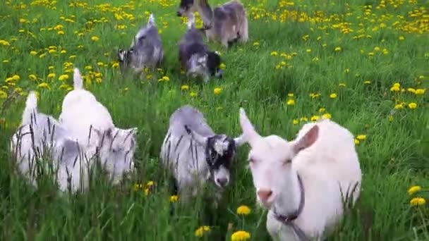 Chèvre Plein Air Mignon Sur Exploitation Animale Écologique Naturelle Biologique — Video