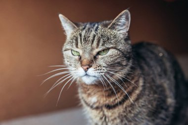 Kibirli, kısa saçlı, evde dinlenen tekir kedilerin komik portresi. Küçük kedi yavrusu, ailenin sevimli bir üyesi evde oynuyor. Hayvan bakımı ve hayvan sağlığı konsepti