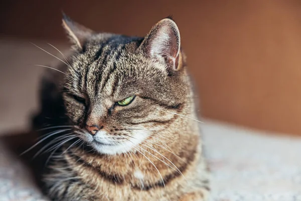 Kibirli Kısa Saçlı Evde Dinlenen Tekir Kedilerin Komik Portresi Küçük — Stok fotoğraf