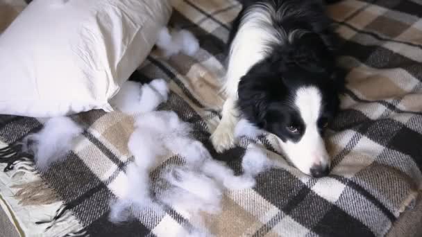 Ondeugende Speelse Puppy Hond Grens Collie Onheil Bijten Kussen Liggend — Stockvideo