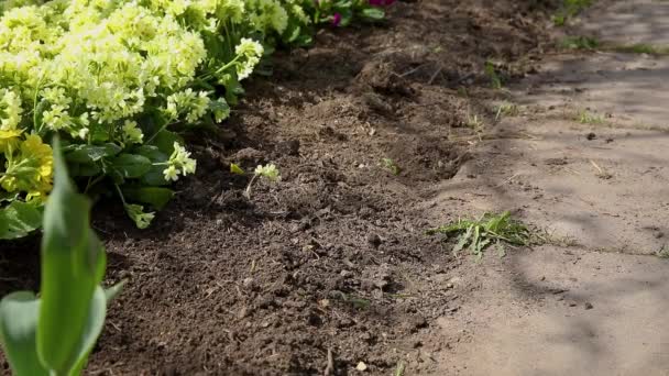 園芸と農業の概念 庭師機器レーキ植え付けと花壇の雑草の花と女性の農場労働者の手 庭で成長するプリムローズプリムラの花植物 — ストック動画