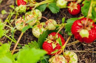 Çilek bitkisinin endüstriyel yetiştirilmesi. Yazlık bahçe yatağında olgun kırmızı meyveli çilek. Çiftlikte böğürtlen yetiştirmek doğaldır. Çevresel sağlıklı organik gıda bahçıvanlığı kavramı