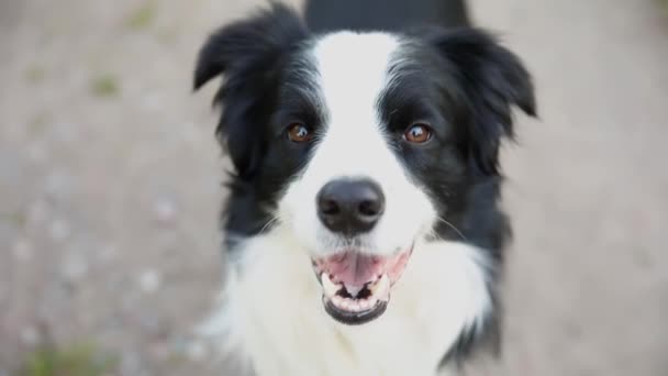 Szabadtéri Portré Aranyos Mosolygós Kiskutya Határ Collie Park Hátterében Kis — Stock videók