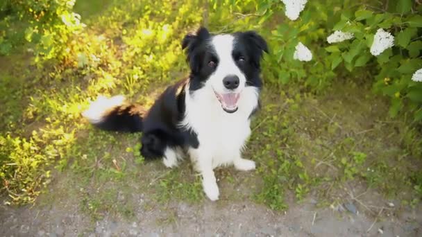 Ritratto Esterno Simpatico Cucciolo Sorridente Bordo Collie Seduto Sullo Sfondo — Video Stock