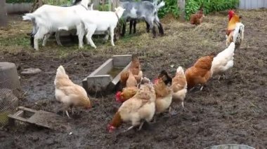 Keçi ve organik hayvan çiftliğinde çiftliğin arka bahçesinde özgürce otlayan tavuk. Tavuk, evcil keçi otlağı. Modern hayvan çiftliği, ekolojik tarım. Hayvan Hakları
