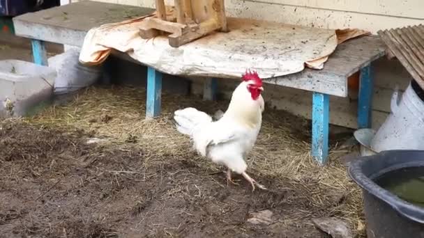 Volný Výběh Kuřata Ekologické Živočišné Farmě Volně Pasoucí Dvoře Ranči — Stock video