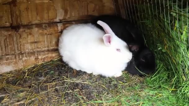 Small Feeding White Black Rabbits Chewing Grass Rabbit Hutch Animal — Stock Video