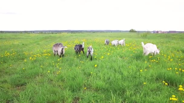 Cute Volný Výběh Koza Ekologických Přírodních Ekologických Zvířat Hospodářství Volně — Stock video