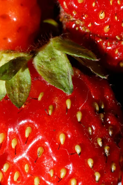 Industrial cultivation of strawberry plant. Ripe red fruits strawberry macro extreme close up. Strawberry fruit background. Natural growing of berries on farm. Eco healthy organic food horticulture concept