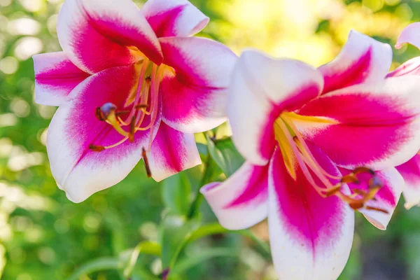 Lírio Branco Rosa Bonita Flor Fechar Detalhe Hora Verão Fundo — Fotografia de Stock