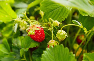 Çilek bitkisinin endüstriyel yetiştirilmesi. Yazlık bahçe yatağında olgun kırmızı meyveli çilek. Çiftlikte böğürtlen yetiştirmek doğaldır. Çevresel sağlıklı organik gıda bahçıvanlığı kavramı
