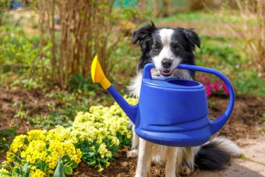 Bahçe arka planında ağzında su kutusunu tutan sevimli köpek sınır köpeğinin açık hava portresi. Bahçıvanın sulama konservesi getirmesi gibi komik bir yavru köpek. Bahçe ve tarım kavramı
