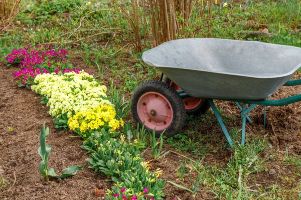 Flowerbed Flowers Gardener Equipment Wheelbarrow Garden Cart Garden Summer Day — Stock Photo, Image