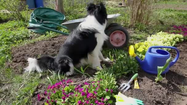 庭の背景に散水缶やガーデンカートとかわいい犬の国境の衝突の屋外の肖像画 庭師として面白い子犬の犬は灌漑のために水を汲みます 園芸と農業の概念 — ストック動画