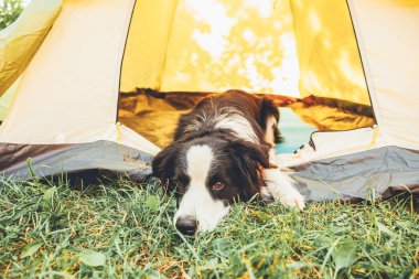 Kamp çadırında uzanan sevimli, komik köpek yavrusu Sınır Çobanı 'nın açık hava portresi. Hayvan gezisi, köpek eşiyle macera. Gardiyan ve kamp koruması. Seyahat konsepti