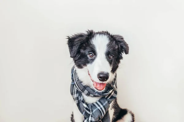 白い背景に隔離された首の周り暖かい服のスカーフを身に着けてかわいい笑顔子犬犬の国境のコリーの面白いスタジオの肖像画 冬または秋の小さな犬の肖像画 — ストック写真