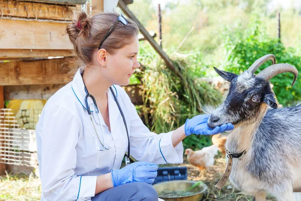 Young veterinarian woman with stethoscope holding and examining goat on ranch background. Young goat with vet hands for check up in natural eco farm. Animal care livestock ecological farming concept