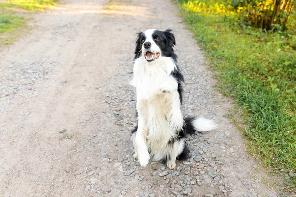 Parkta Ödüllendirilmeyi Bekleyen Sevimli Gülümseyen Köpek Yavrusu Collie Atlayışının Açık — Stok fotoğraf