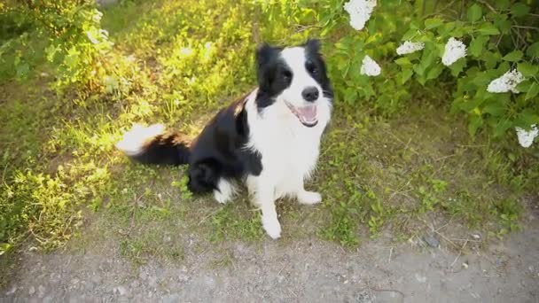 Outdoor-Porträt von niedlichen lächelnden Welpen Border Collie sitzt auf Park Hintergrund. Kleiner Hund mit lustigem Gesicht an sonnigen Sommertagen im Freien. Haustierpflege und lustiges Tierlebenskonzept. — Stockvideo