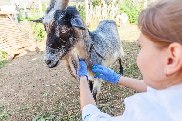 Veterinär Kvinna Med Spruta Håller Och Injicera Get Ranch Bakgrund — Stockfoto