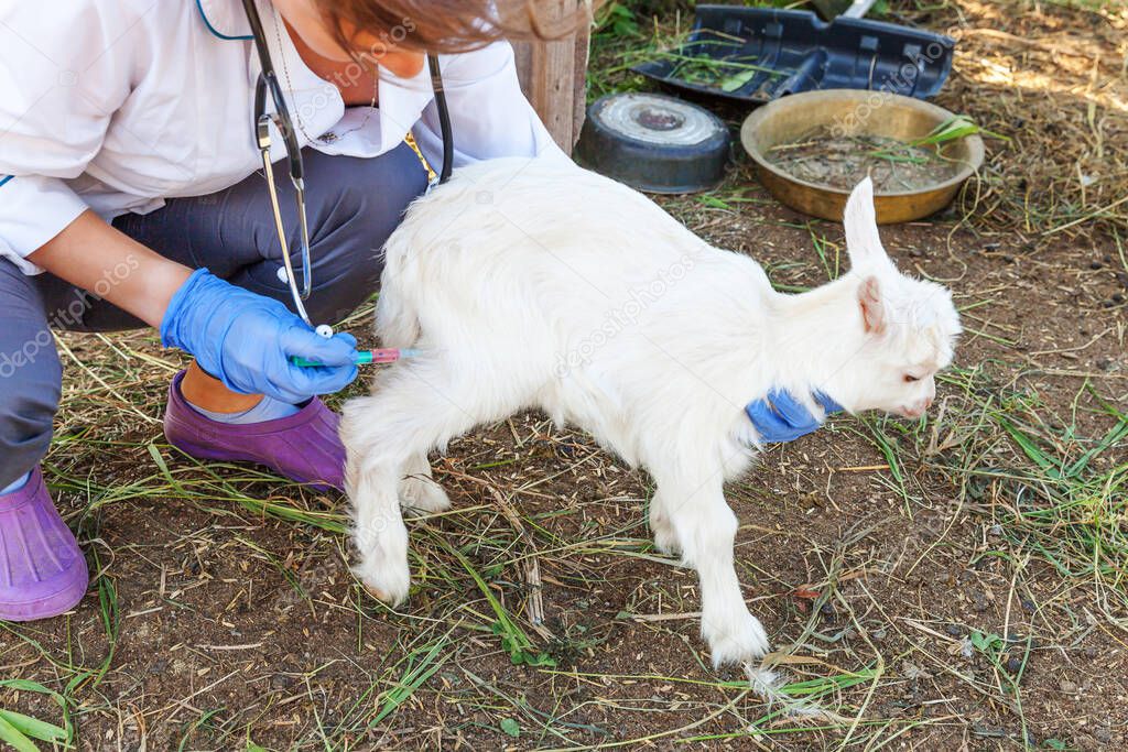 Veterinarian woman with syringe holding and injecting goat kid on ranch background. Young goatling with vet hands, vaccination in natural eco farm. Animal care, modern livestock, ecological farming