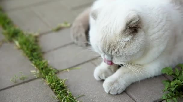 Vicces rövid hajú, fehér macska ül és nyalogatja a kőpadló hátterét. Brit cica sütkérezik a szabadban a kertben nyáron. A kedvtelésből tartott állatok egészségének és egészségének fogalma. — Stock videók