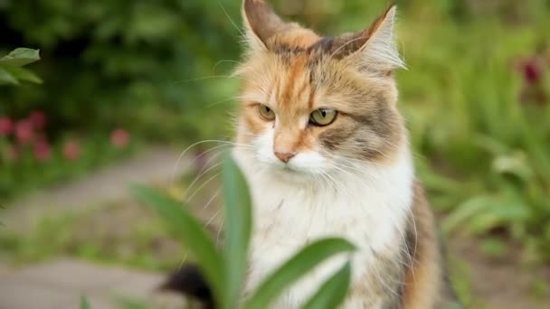 Arrogante doméstico de cabelos curtos engraçado tabby gato foge através de fundo fresco grama verde prado. Gatinho caminha ao ar livre no quintal do jardim no dia de verão. Cuidados com animais de estimação conceito de saúde e animais. — Vídeo de Stock