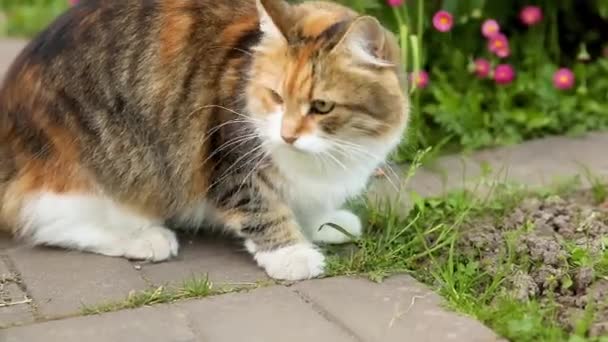 Kibirli kısa saçlı yerli komik tekir kedi taze yeşil çayır arka planından gizlice geçiyor. Kedi yavrusu yaz günü bahçenin arka bahçesinde yürür. Hayvan bakımı ve hayvan sağlığı kavramı. — Stok video