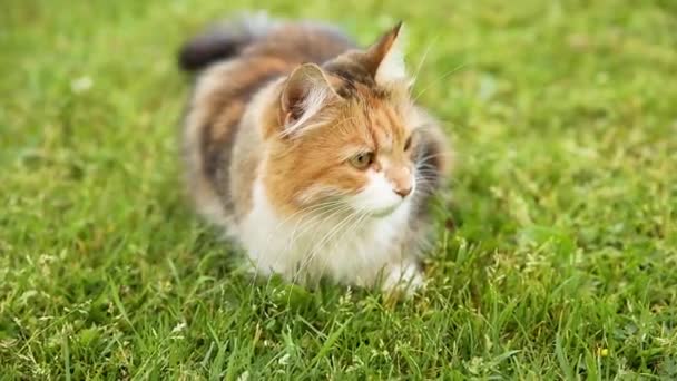 新鮮な緑の芝生の牧草地の背景を介して傲慢な短髪の国内面白いタビー猫のスニーク。子猫は夏の日に庭の裏庭で屋外を歩く。ペットケアの健康と動物の概念. — ストック動画