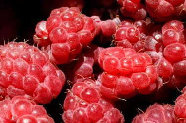 Ahududu bitkisinin endüstriyel yetiştirilmesi. Olgun kırmızı meyveli ahududu makrosu çok yakından. Ahududu arkaplanı. Çiftlikte böğürtlen yetiştirmek doğaldır. Çevresel sağlıklı organik gıda bahçıvanlığı kavramı