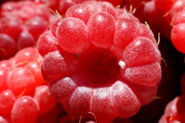 Ahududu bitkisinin endüstriyel yetiştirilmesi. Olgun kırmızı meyveli ahududu makrosu çok yakından. Ahududu arkaplanı. Çiftlikte böğürtlen yetiştirmek doğaldır. Çevresel sağlıklı organik gıda bahçıvanlığı kavramı