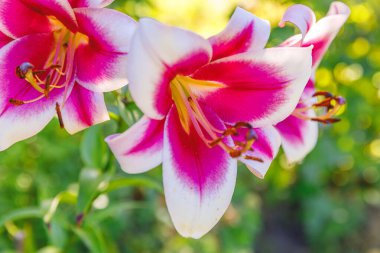 Güzel pembe zambak çiçeği yaz mevsiminde ayrıntıları kapatır. Çiçek buketli bir arka plan. İlham verici doğal bahar çiçekleri çiçek açan bahçe ya da park. Ekoloji doğa kavramı