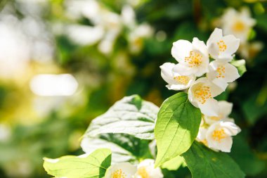 Baharda güzel yasemin çiçekleri açar. Yasemin çalılarının çiçek açtığı bir arka plan. İlham verici doğal bahar çiçekleri çiçek açan bahçe ya da park. Çiçek sanat tasarımı. Aromaterapi kavramı