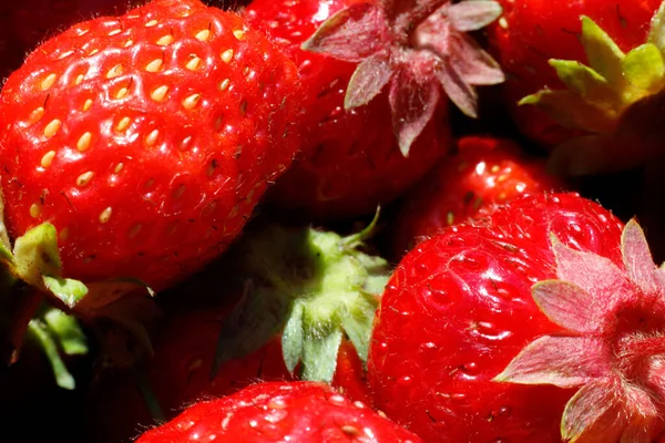 Industrial cultivation of strawberry plant. Ripe red fruits strawberry macro extreme close up. Strawberry fruit background. Natural growing of berries on farm. Eco healthy organic food horticulture concept