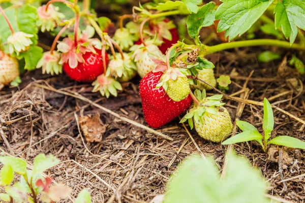 Industrial Cultivation Strawberries Plant Bush Ripe Red Fruits Strawberry Summer — Stock Photo, Image