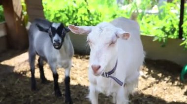 Hayvanat bahçesinde özgürce otlayan organik doğal eko hayvan çiftliğinde tatlı keçi çiftliği. Evcil keçi çayırda otluyor. Modern hayvan çiftliği, ekolojik tarım. Hayvan Hakları.