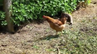 Organik hayvan çiftliğinde çiftlik arka bahçesinde özgürce otlayan bir tavuk. Tavuk tavukları doğal eko çiftliğinde otlar. Modern hayvan çiftliği ve ekolojik tarım. Hayvan hakları kavramı.