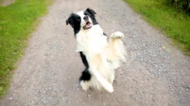 Parkta ödüllendirilmeyi bekleyen sevimli gülümseyen köpek yavrusu Collie atlayışının açık hava portresi. Açık havada güneşli bir yaz gününde komik suratlı küçük bir köpek. Hayvan bakımı ve komik hayvan yaşam konsepti.