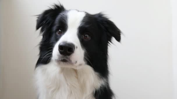 Retrato de estúdio engraçado de bonito sorriso cachorro cão borda collie isolado no fundo branco. Novo membro adorável da família pequeno cão olhando e esperando por recompensa. Pet cuidado e animais conceito. — Vídeo de Stock